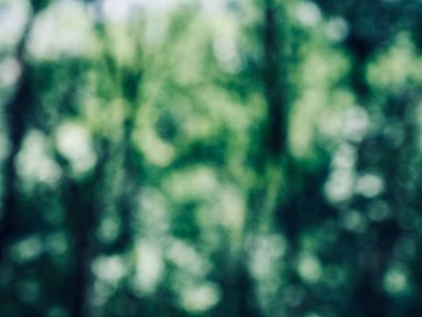 Ormanda yaprak bokeh, odağını kaybetmiş