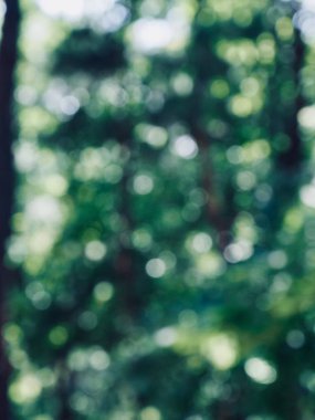 Ormanda yaprak bokeh, odağını kaybetmiş