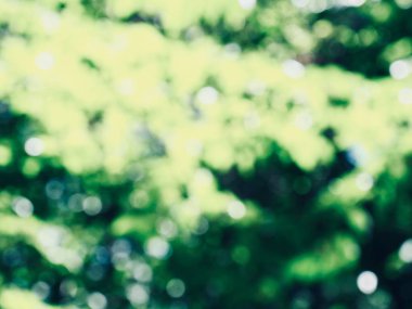 Ormanda yaprak bokeh, odağını kaybetmiş
