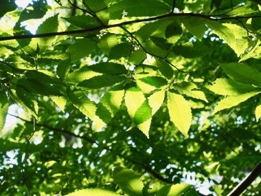 Kore taze yeşil yaprak