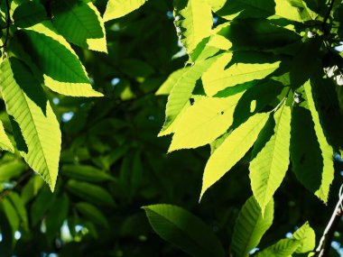 Kore taze yeşil yaprak