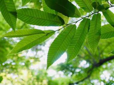 Kore taze yeşil yaprak