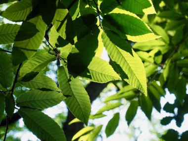 Kore taze yeşil yaprak