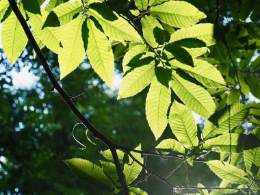 Kore taze yeşil yaprak