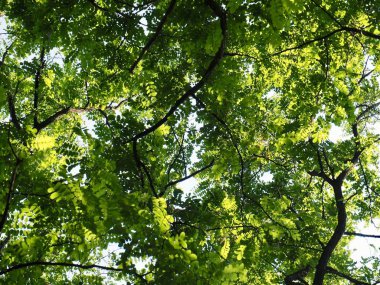 Kore taze yeşil yaprak