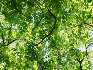 Kore taze yeşil yaprak