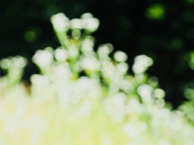 Ormanda yaprak bokeh, odağını kaybetmiş