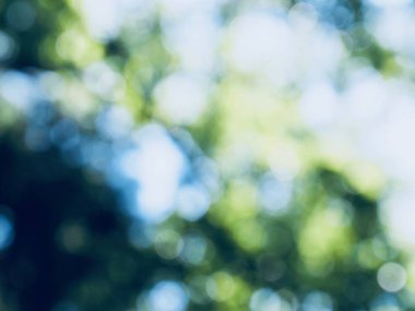 Ormanda yaprak bokeh, odağını kaybetmiş