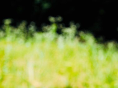 Ormanda yaprak bokeh, odağını kaybetmiş