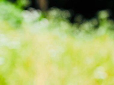 Ormanda yaprak bokeh, odağını kaybetmiş