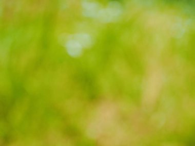 Ormanda yaprak bokeh, odağını kaybetmiş