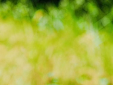 Ormanda yaprak bokeh, odağını kaybetmiş