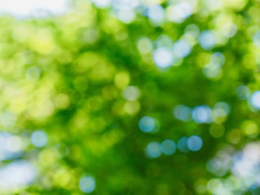 Ormanda yaprak bokeh, odağını kaybetmiş