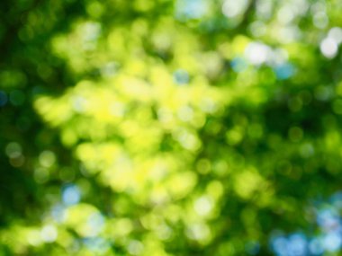 Ormanda yaprak bokeh, odağını kaybetmiş