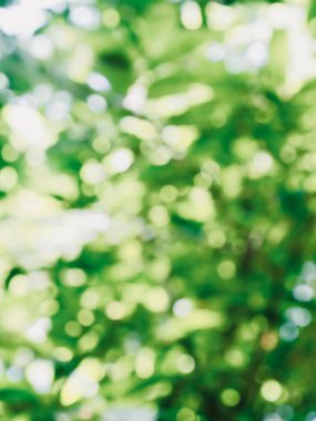 Ormanda yaprak bokeh, odağını kaybetmiş