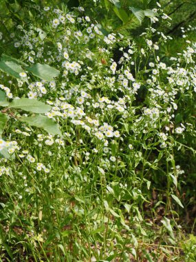 Beyaz bir karahindiba manzara Cheongju, Kore