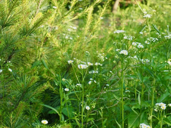 Beyaz bir karahindiba manzara Cheongju, Kore