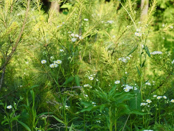 Beyaz bir karahindiba manzara Cheongju, Kore