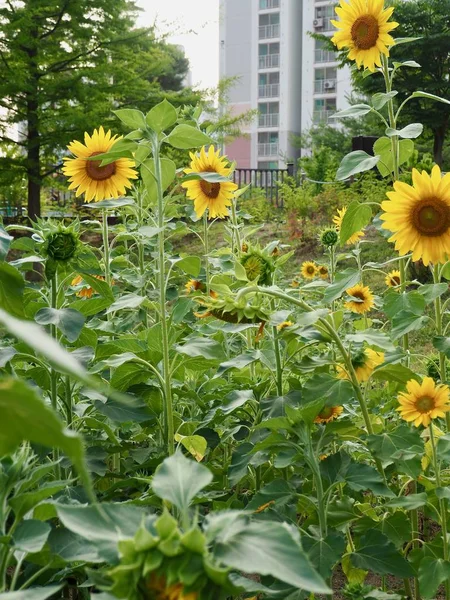 Korea Sunflower Flower Landscape — Stock Photo, Image