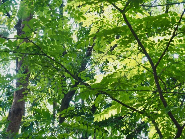 Свежий Зелёный Лист Кореи — стоковое фото