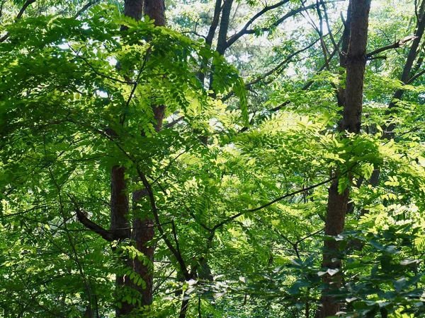 Kore taze yeşil yaprak