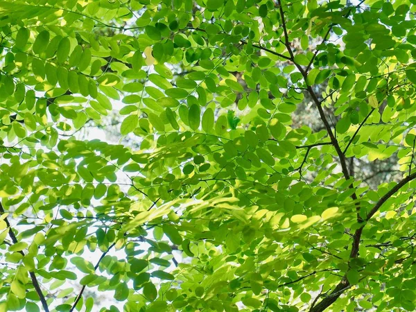 Färska Gröna Blad Korea — Stockfoto