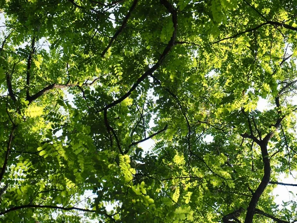 Kore taze yeşil yaprak