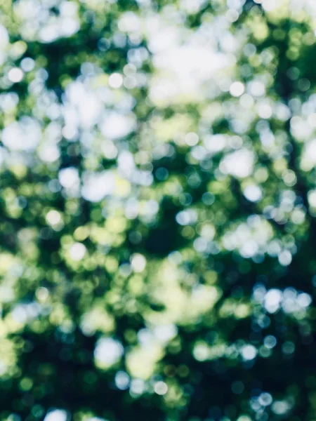 Ormanda yaprak bokeh, odağını kaybetmiş