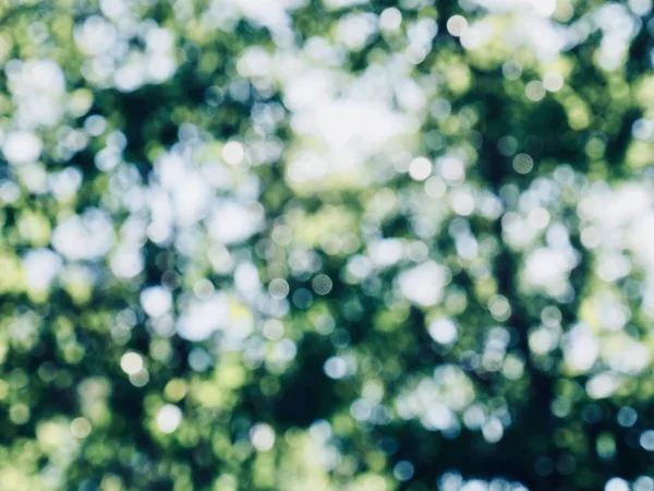 Ormanda yaprak bokeh, odağını kaybetmiş