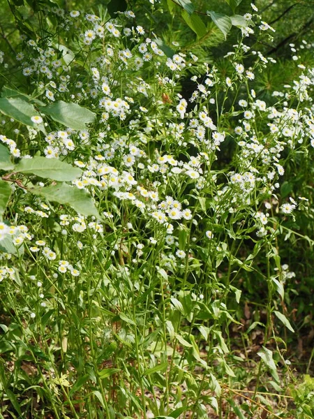 Beyaz bir karahindiba manzara Cheongju, Kore