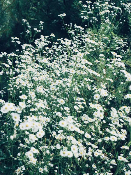 Beyaz bir karahindiba manzara Cheongju, Kore