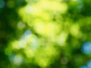 Ormanda yaprak bokeh, odağını kaybetmiş