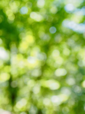 Ormanda yaprak bokeh, odağını kaybetmiş