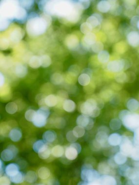 Ormanda yaprak bokeh, odağını kaybetmiş