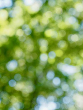 Ormanda yaprak bokeh, odağını kaybetmiş
