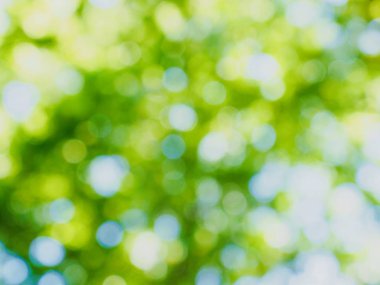 Ormanda yaprak bokeh, odağını kaybetmiş