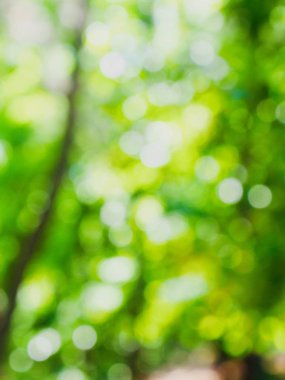 Ormanda yaprak bokeh, odağını kaybetmiş
