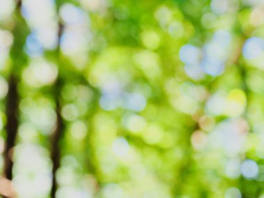 Ormanda yaprak bokeh, odağını kaybetmiş