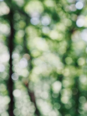 Ormanda yaprak bokeh, odağını kaybetmiş