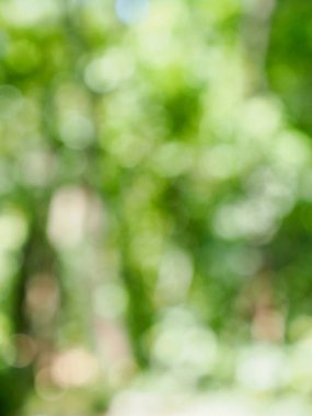 Ormanda yaprak bokeh, odağını kaybetmiş