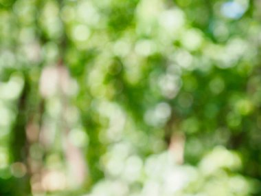 Ormanda yaprak bokeh, odağını kaybetmiş