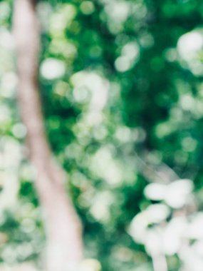 Ormanda yaprak bokeh, odağını kaybetmiş