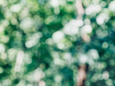 Ormanda yaprak bokeh, odağını kaybetmiş