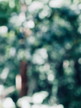 Ormanda yaprak bokeh, odağını kaybetmiş