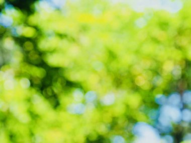 Ormanda yaprak bokeh, odağını kaybetmiş