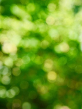 Ormanda yaprak bokeh, odağını kaybetmiş