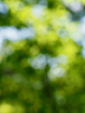 Ormanda yaprak bokeh, odağını kaybetmiş