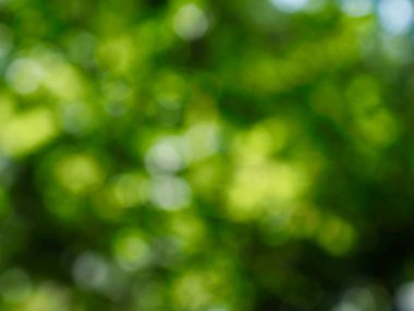 Ormanda yaprak bokeh, odağını kaybetmiş