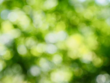 Ormanda yaprak bokeh, odağını kaybetmiş