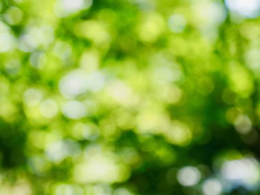 Ormanda yaprak bokeh, odağını kaybetmiş